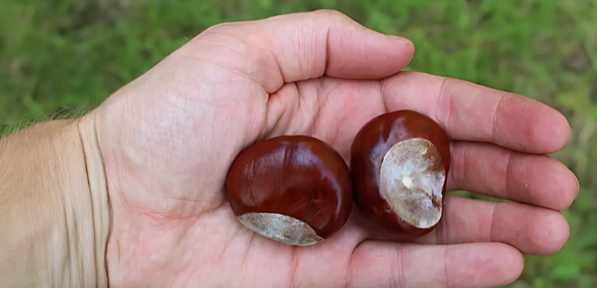 Castane